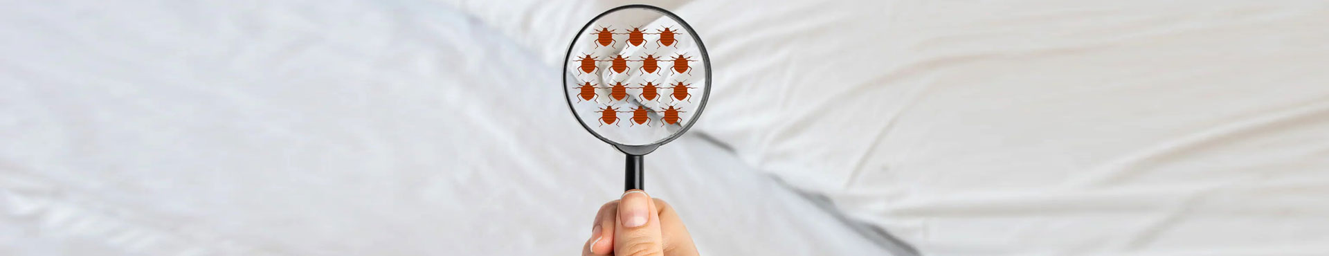 Désinsectisation punaise de lit insecte et nuisibles Ile de France